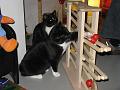 Spike & Zoey 3 november 2008 (6)